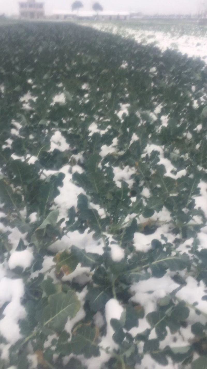 比耐特80西兰花种子花球馒头型花蕾中红商品性强1300克
