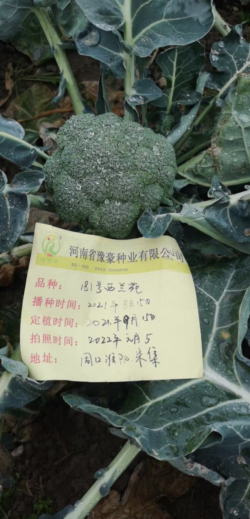 比耐特80西兰花种子花球馒头型花蕾中红商品性强1300克