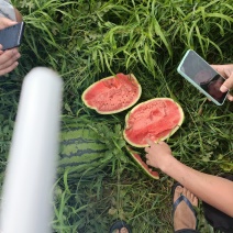 本地农户露天山地甜王西瓜，大量出售，需要的老板敢快联