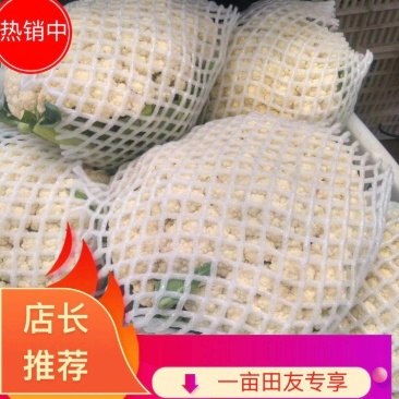 精品散花乳白基地直供净菜毛菜都有。。。