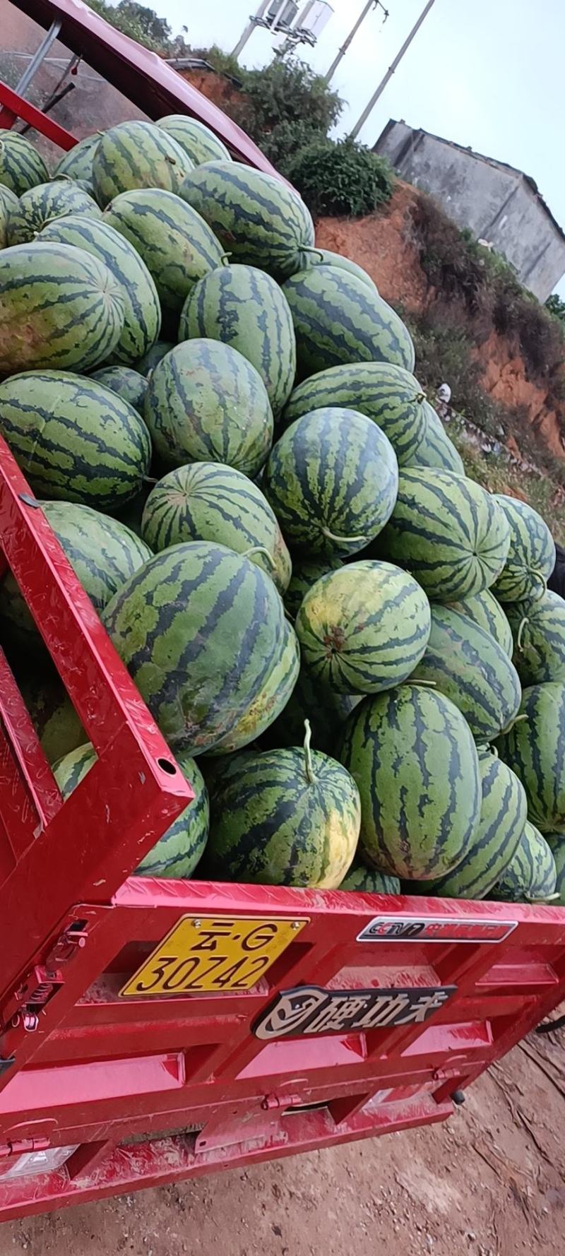 本地农户露天山地甜王西瓜，大量出售，需要的老板敢快联