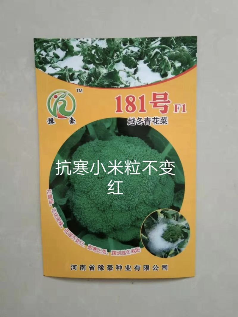 181号越冬西兰花种子花球深绿1.5斤左右受种植户欢迎