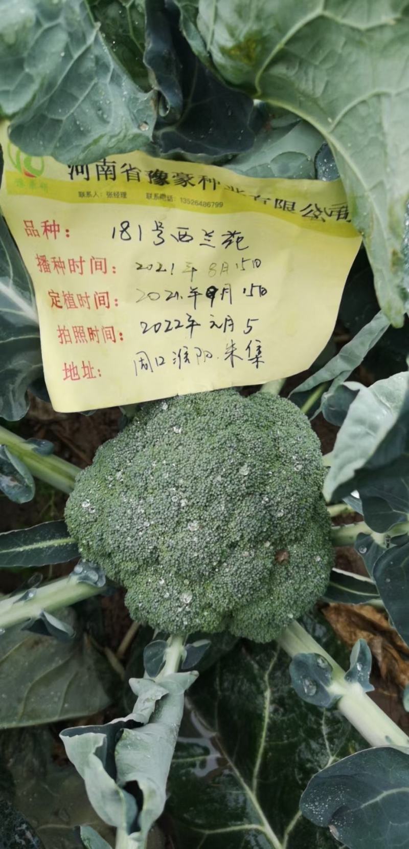 181号越冬西兰花种子花球深绿1.5斤左右受种植户欢迎