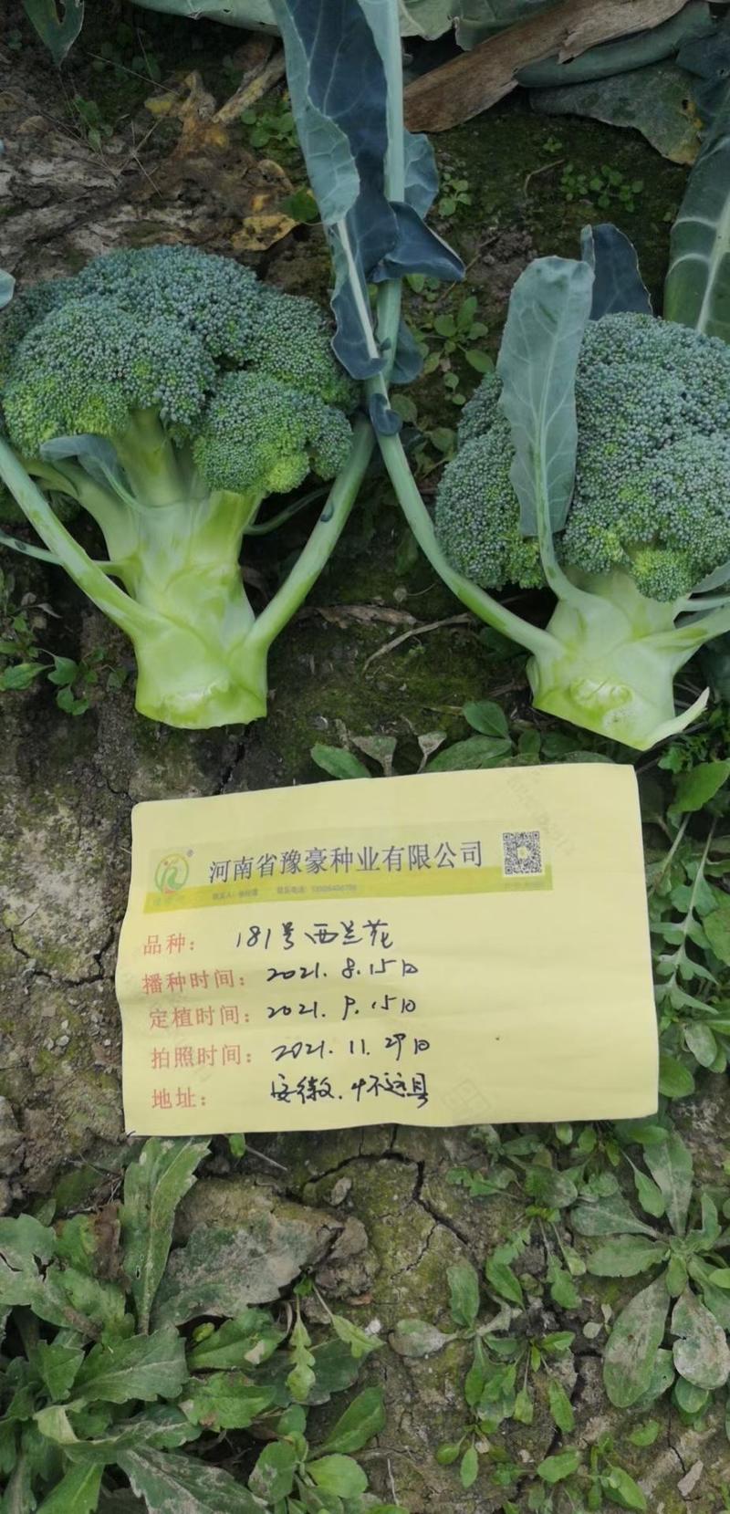 181号越冬西兰花种子花球深绿1.5斤左右受种植户欢迎