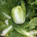 大白菜，韩国泡菜