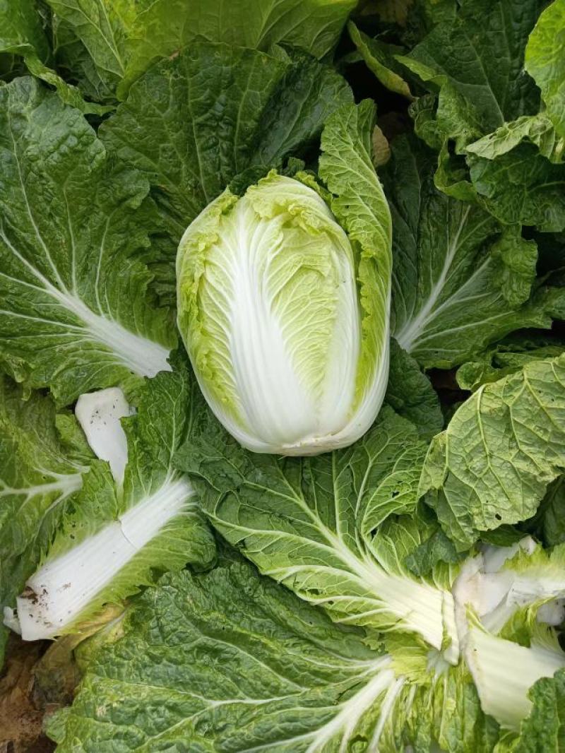 大白菜，韩国泡菜