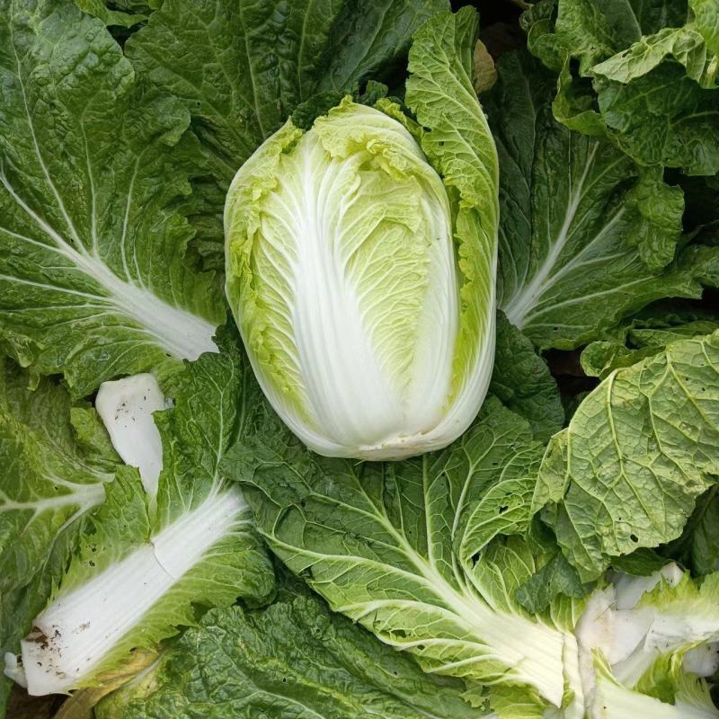 大白菜，韩国泡菜