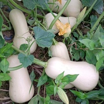 《基地直供》奶油南瓜，瓜型靓丽光滑，个头均匀，口感好，