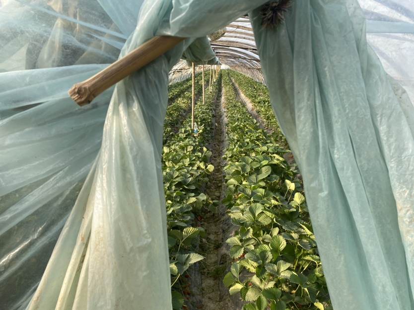 丹东草莓种植基地航拍图