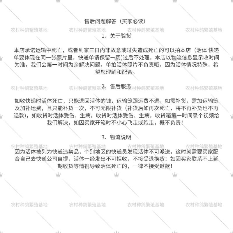 白羽王银王鸽青年种鸽一公一配好对繁殖强适应全国各地的气候