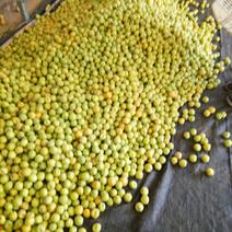 麦黄杏大量现货供应，产地直销保质保量价格美丽需要的我