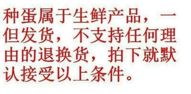 大体元宝鸽鸽蛋自繁自养一月一窝好养好喂，吃五谷杂粮