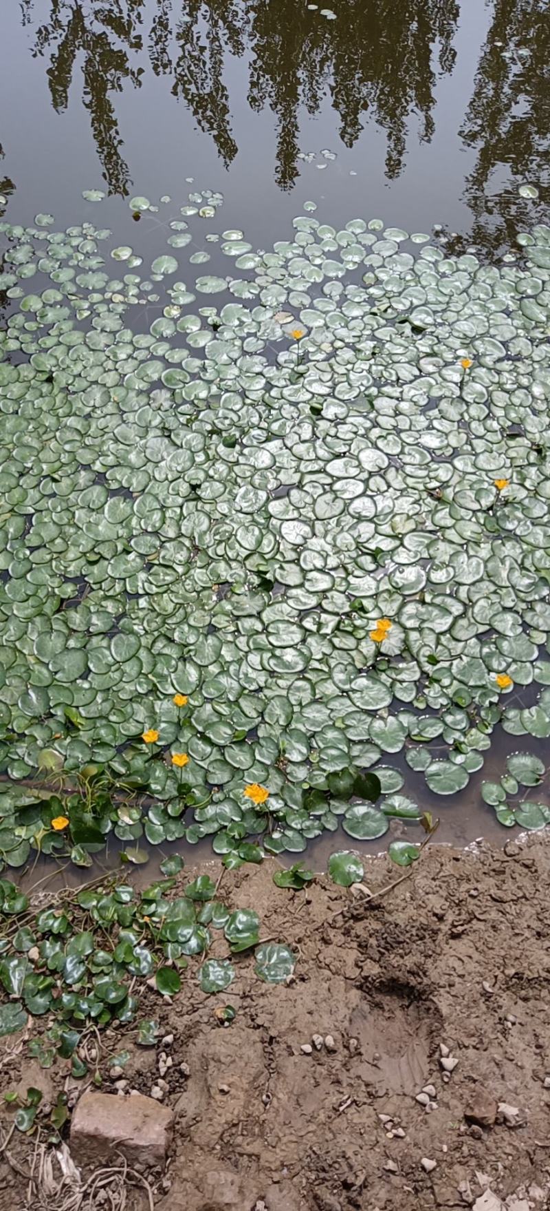 荇菜净化水质水面绿化
