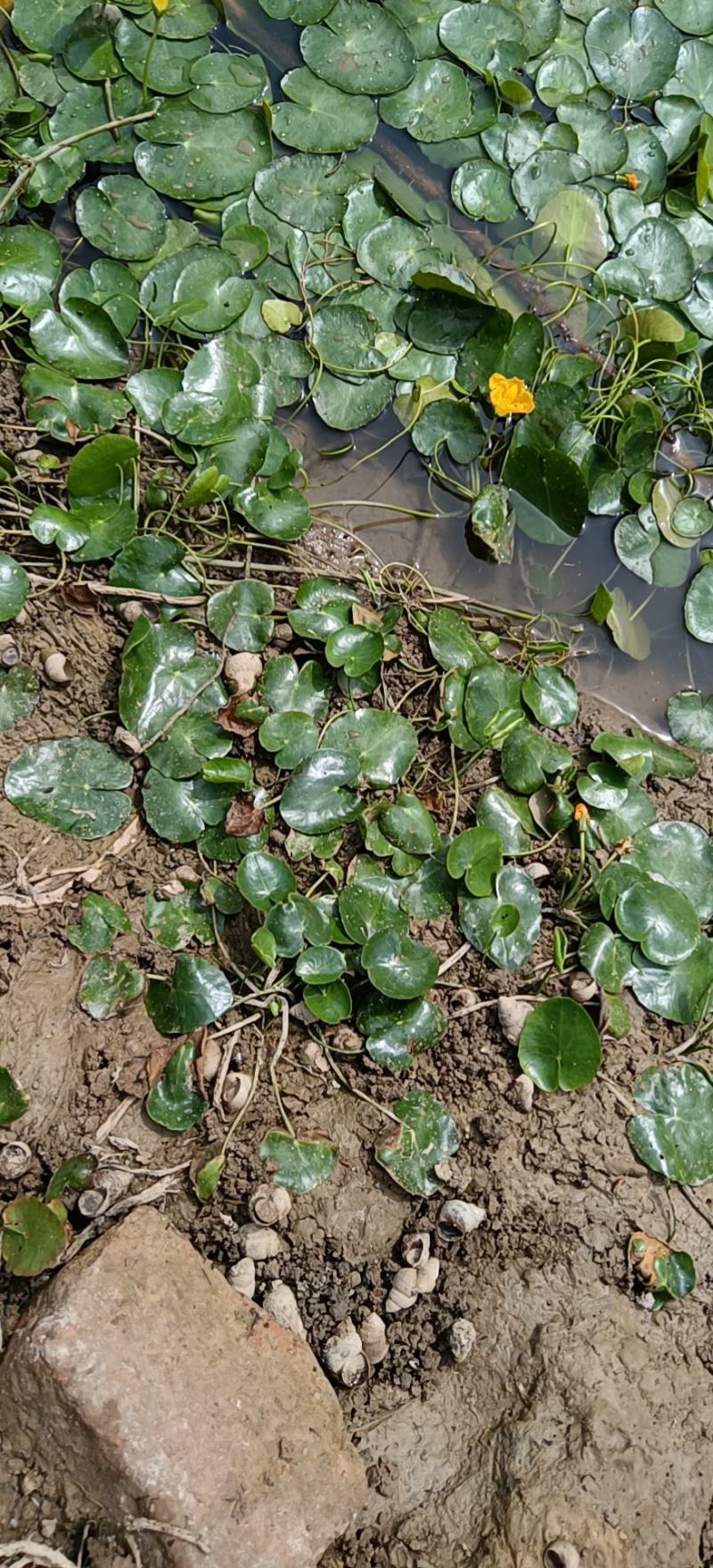 荇菜净化水质水面绿化
