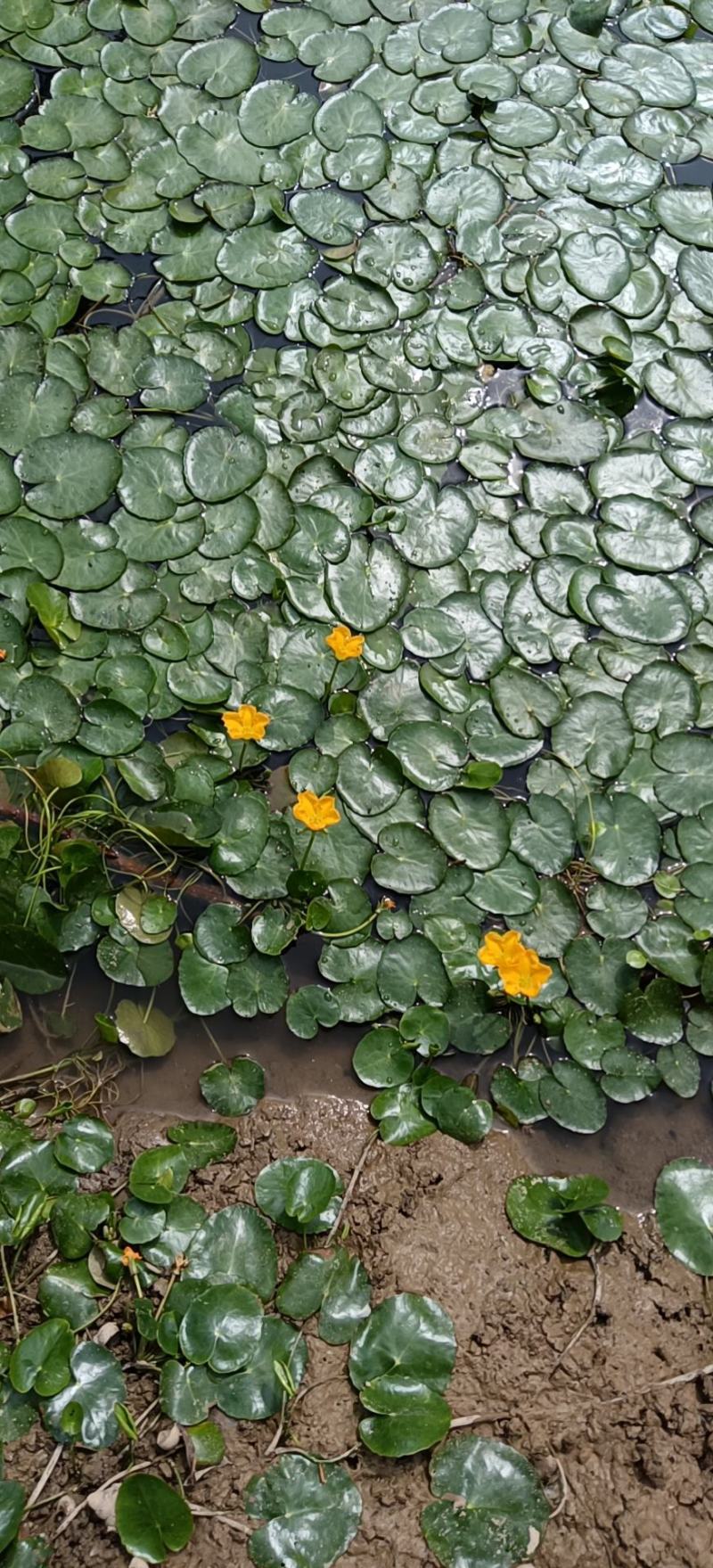 荇菜净化水质水面绿化