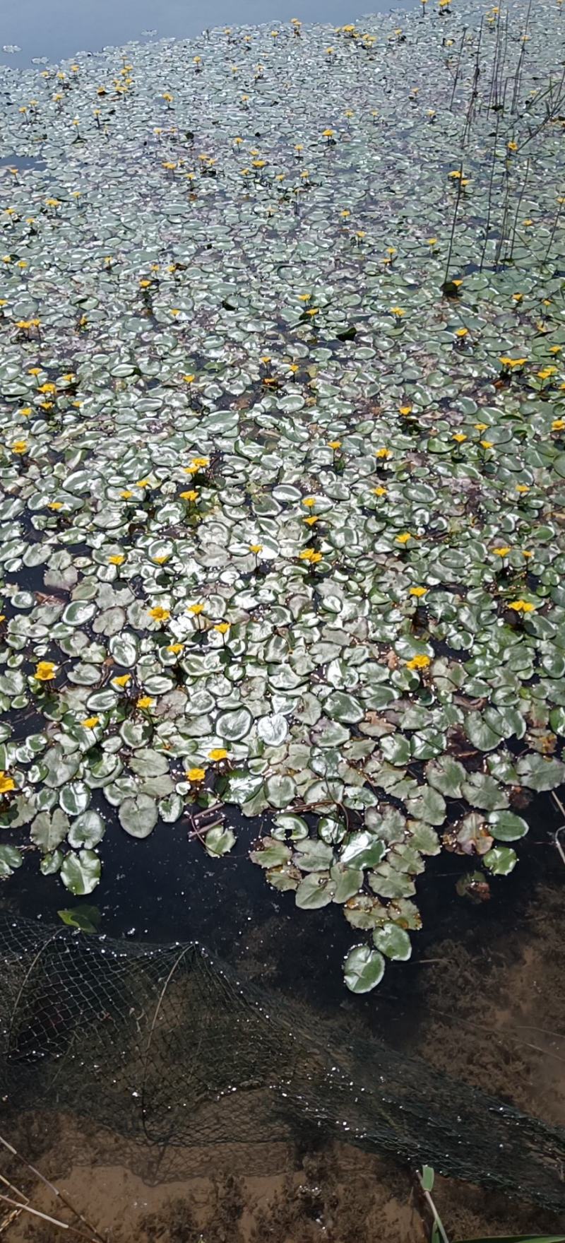 荇菜净化水质水面绿化
