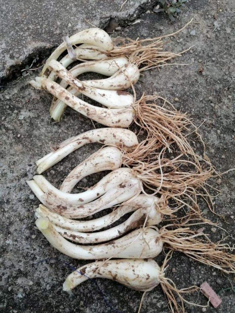 特级藠头，货源充足，品质优良