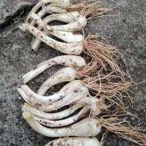 特级藠头，货源充足，品质优良