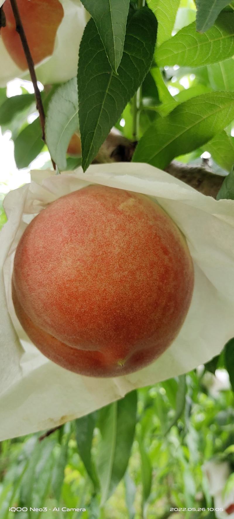 春蜜