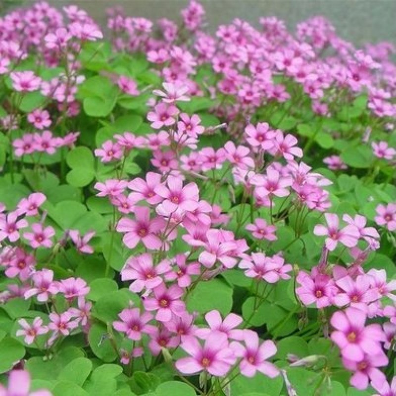 红花酢浆草种球红花炸酱草三叶草幸运草多年生宿根紫叶酢浆草