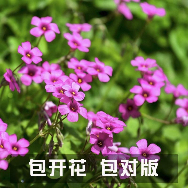 红花酢浆草种球红花炸酱草三叶草幸运草多年生宿根紫叶酢浆草
