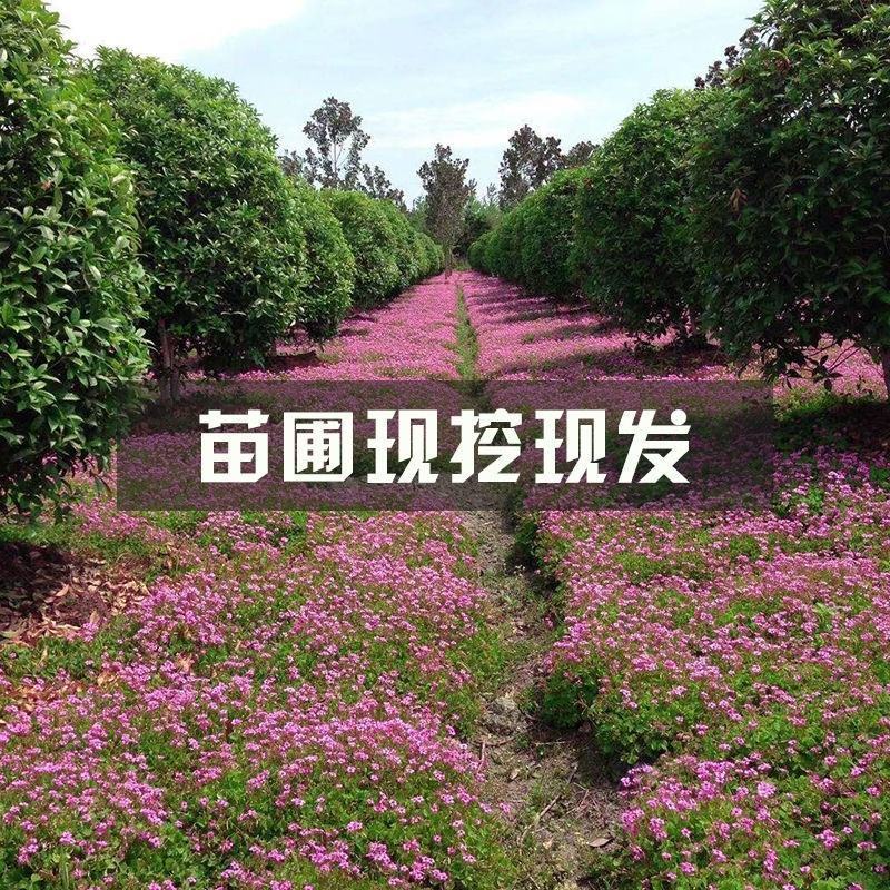 红花酢浆草种球红花炸酱草三叶草幸运草多年生宿根紫叶酢浆草