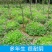 红花酢浆草种球红花炸酱草三叶草幸运草多年生宿根紫叶酢浆草