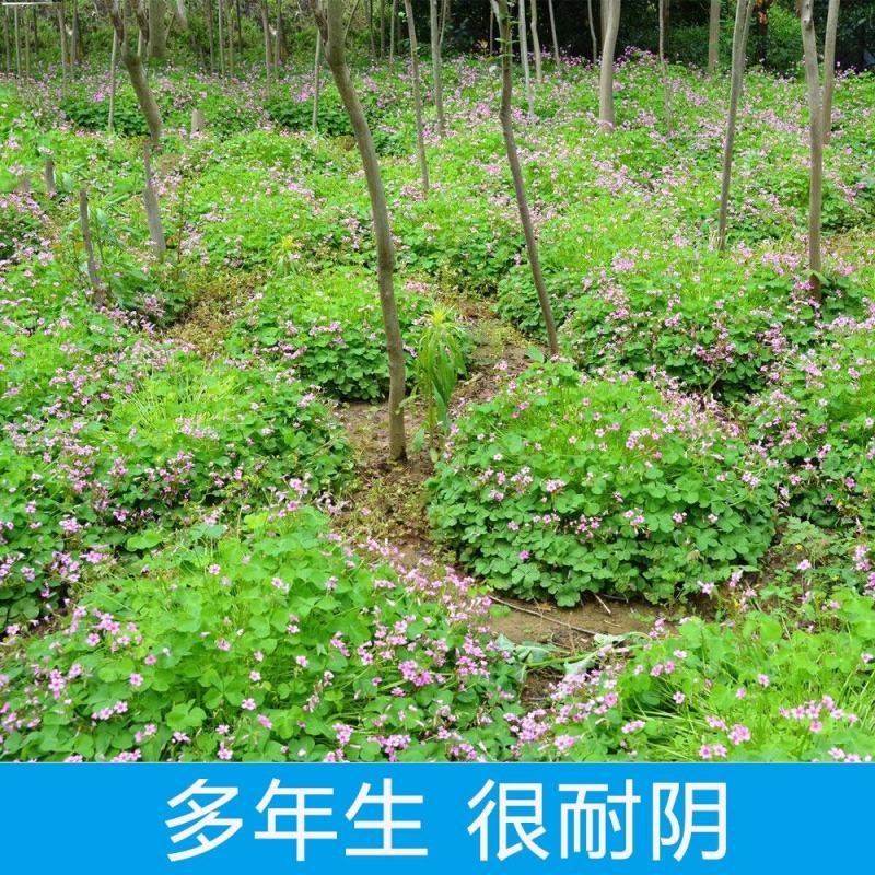 红花酢浆草种球红花炸酱草三叶草幸运草多年生宿根紫叶酢浆草