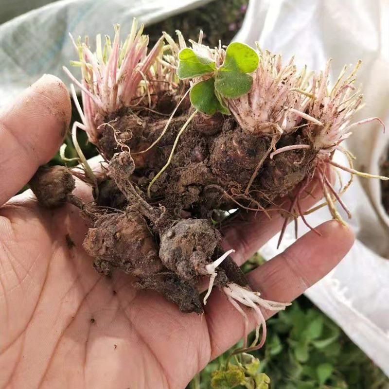 红花酢浆草种球红花炸酱草三叶草幸运草多年生宿根紫叶酢浆草