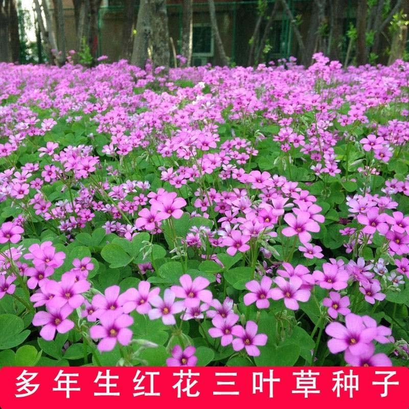 红花酢浆草种球红花炸酱草三叶草幸运草多年生宿根紫叶酢浆草