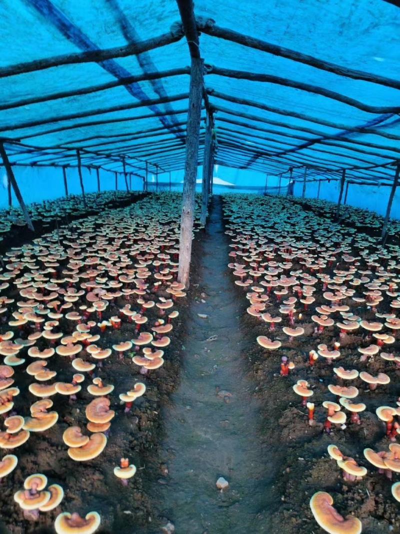 头道灵芝孢子粉，长白山灵芝孢子粉头道新粉产地现货包邮
