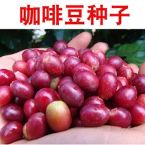 新采咖啡豆种子咖啡树种子日常饮用植物种子阳台观赏盆栽