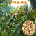 新采咖啡豆种子咖啡树种子日常饮用植物种子阳台观赏盆栽
