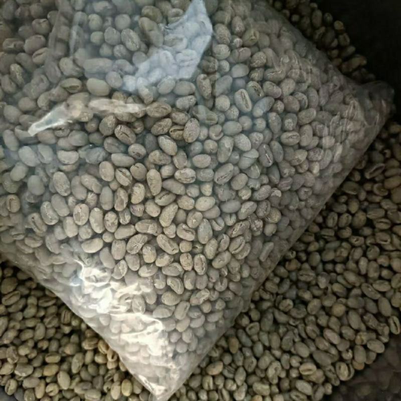 新采咖啡豆种子咖啡树种子日常饮用植物种子阳台观赏盆栽