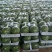 河南有籽8424美都保熟保甜代发全国