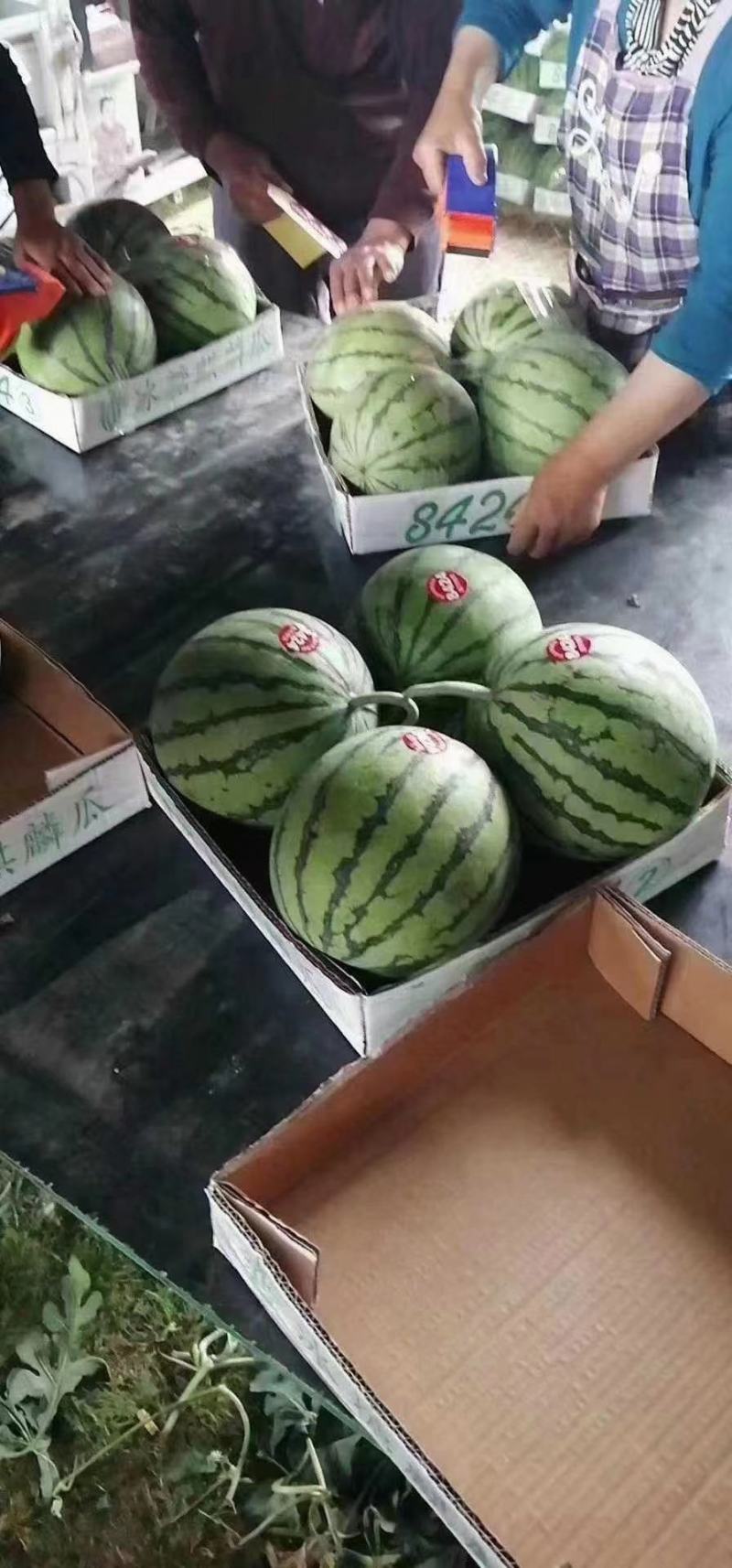 河南有籽8424美都保熟保甜代发全国