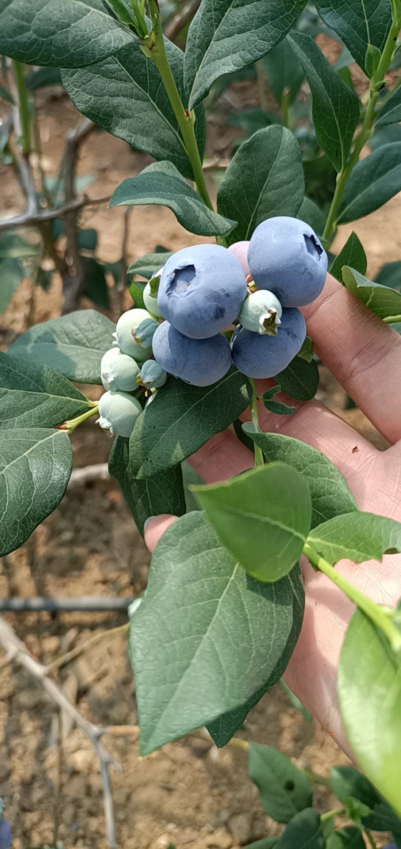 精品蓝莓串果