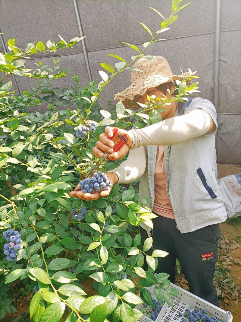 精品蓝莓串果