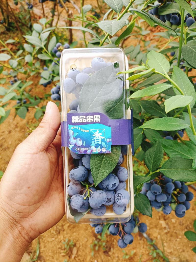 精品蓝莓串果