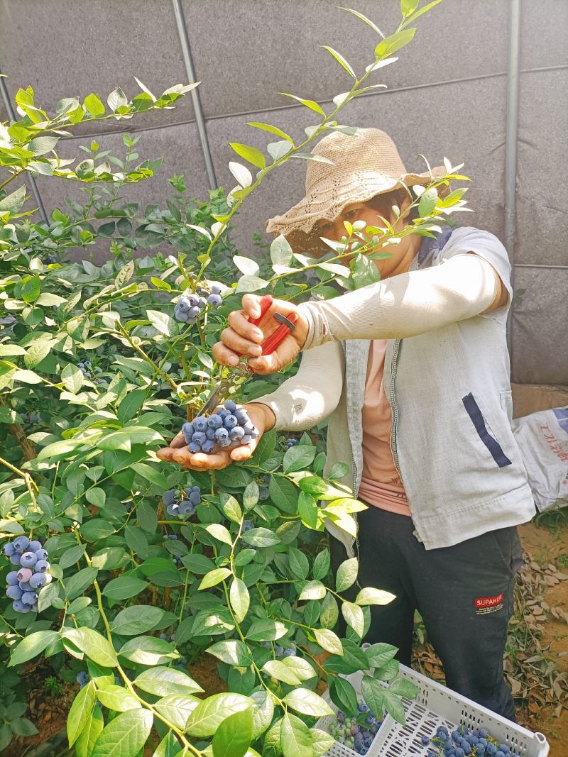 精品蓝莓串果