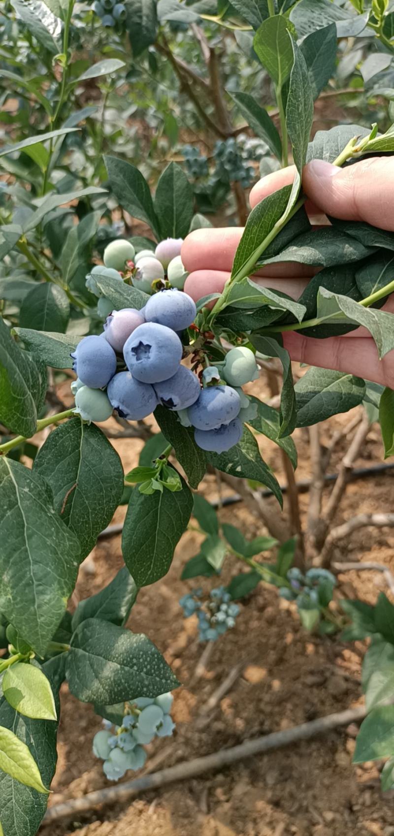 精品蓝莓串果