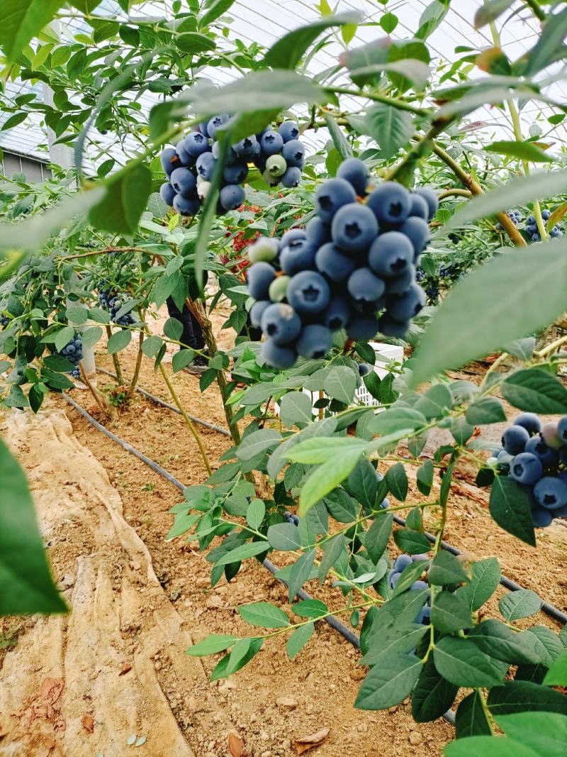 精品蓝莓串果