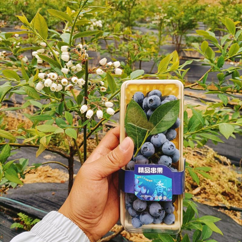 精品蓝莓串果