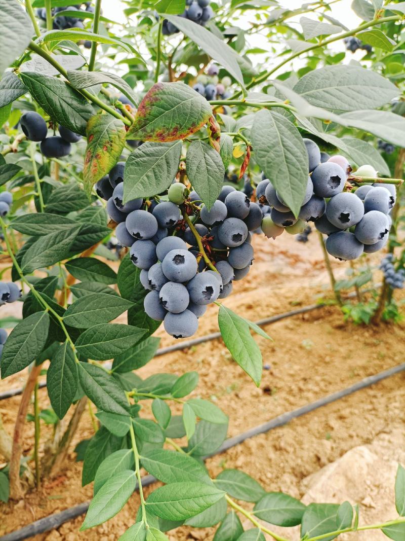 精品蓝莓串果