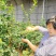精品蓝莓串果