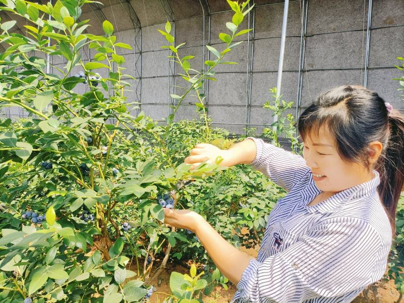 精品蓝莓串果