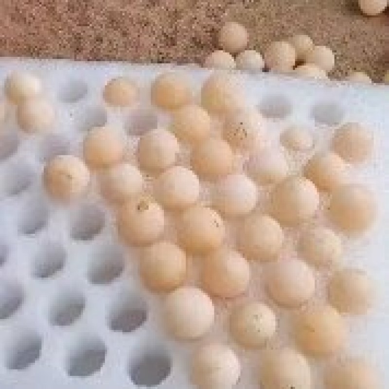 生态甲鱼蛋