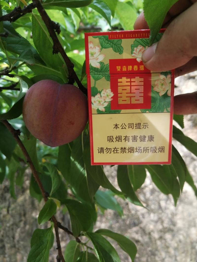 河南南阳大石早生李，产地源头直供市场电商都可对接供应