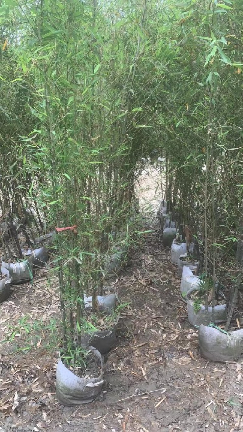 黑竹批发，黑竹袋苗批发，成都黑竹种植基地，黑竹价格