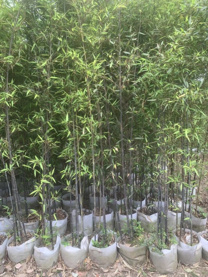 黑竹批发，黑竹袋苗批发，成都黑竹种植基地，黑竹价格